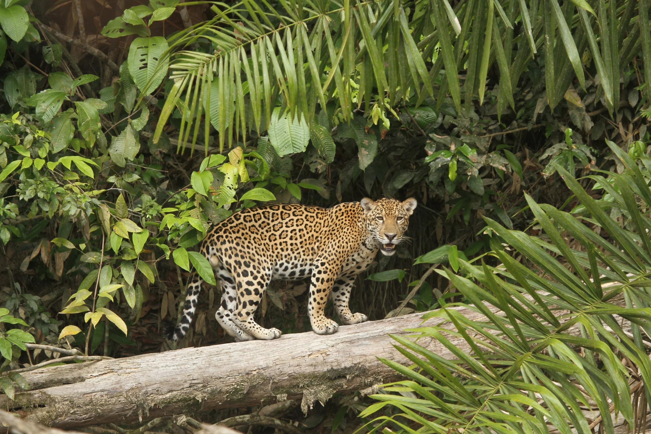 Rupununi savanna landscape