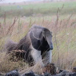 Giant Anteater in the savanna