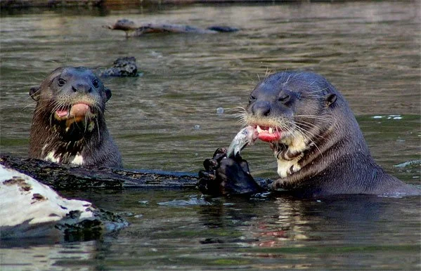 Giant River Otters