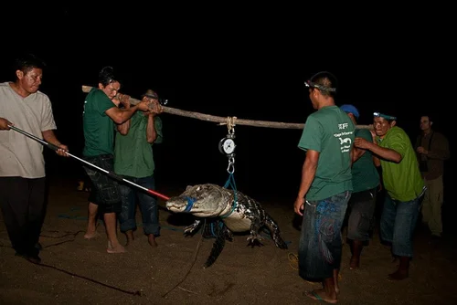Weighing a black caiman during research